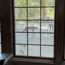 A bobcat on a concrete patio from inside the house through glass windows.